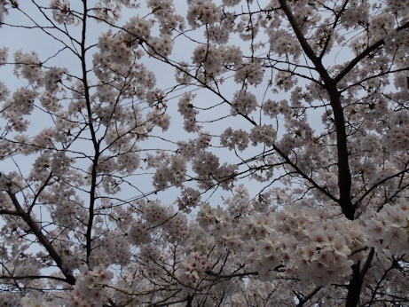 桜の下から