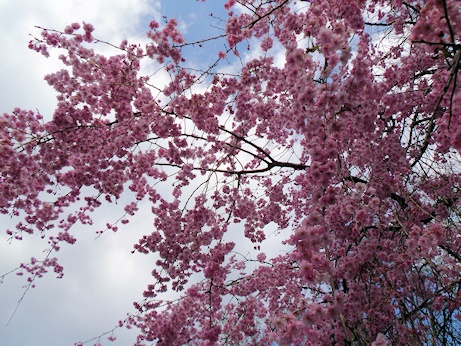 しだれ桜下から