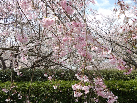 しだれ桜近