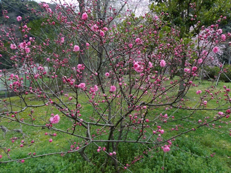 ピンク花2