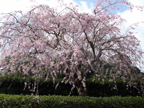 駐車場しだれ桜
