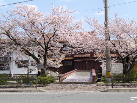 加茂川沿い桜JPG