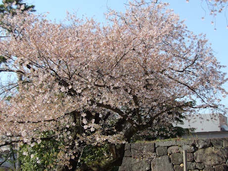 金沢桜老木