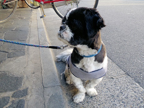 看板犬ちび