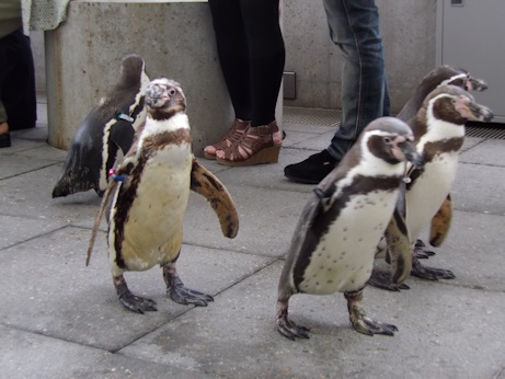 ペンギン