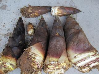 C0045.jpg