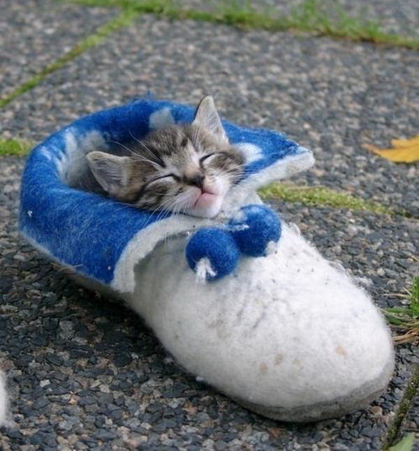 kitten-in-a-shoe.jpg