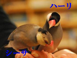 わが家のやんちゃ~ハーリ&シーサ