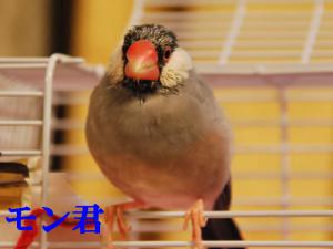 なばなさんのお宅のモン君