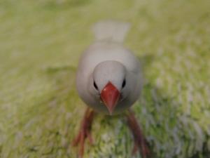 私だってボウケンするのよ~~ニナ