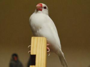 なんかね~眼力ないよ??あられ君。