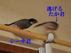 孫VSじぃ~孫の勝ち??