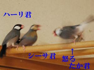 孫2VSじぃ~じぃの勝ち??