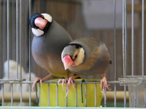 リュウとシシ~出動!!!