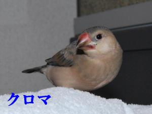 クロマ~かっこいい顔だよね??