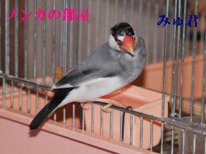 またやって来ました~ピンク部屋好き?みゅ君!