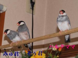 ママ大好きJrたち。。女性の好みはママですね。。