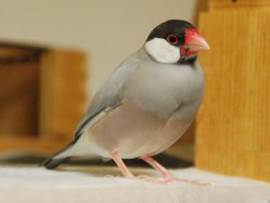 バレンさん、、豆苗が付いてますが??