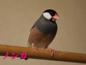 のんちゃん2歳、綺麗なお嬢さんだと思うよ!
