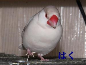 はく~5歳!もうちょっとがんばろ~~よ!!