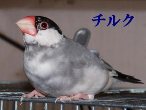 チルク~7歳ですか??じぃさんになったね。。