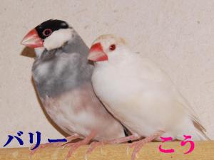 バリー・こうも一緒にいること多いけどバリー君は妻捨てることも?