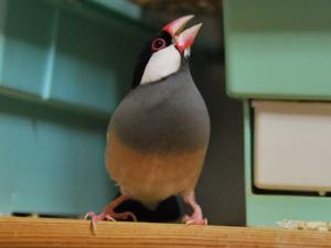 ノンカちゃん~何故ほえる??