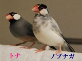 ノブちゃんはトナちゃんと仲良し!