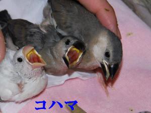 うらなりコハマ君~お兄ちゃんと一緒!