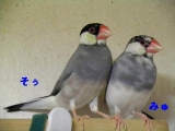 そぅ君ほっぺたが緑に染まってますが??