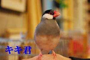 ごま塩さんのお宅のキキ君