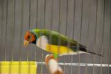 受賞の胡錦鳥~白胸ちゃんかな??
