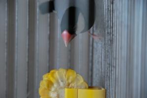 ハーリ君~何故にそんな食べづらいところから??