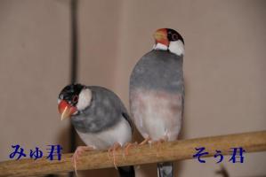 仲がよすぎる兄弟みゅ君とそぅ君。。いいのか??いいんです!