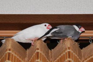 いつもちぃちゃんと縦列駐鳥のコハマさん。。