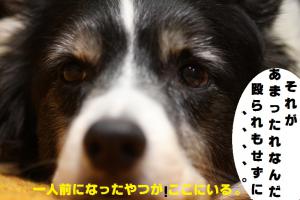 殴られもせずに一人前になった奴がどこにいるものか