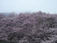 長野の桜