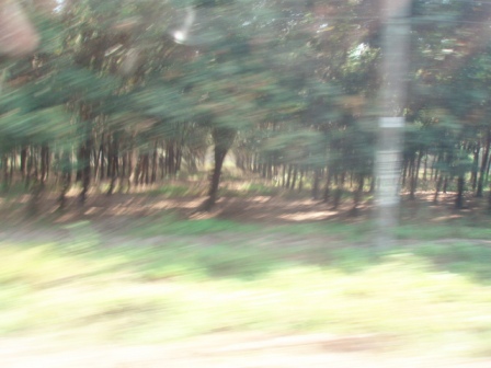 P1010076a.jpg