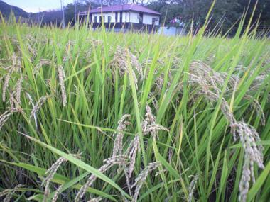 kincyakuda-04.jpg