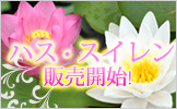 gardening_suilen120130.jpg