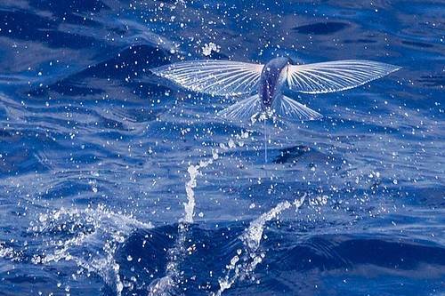 flying fish2