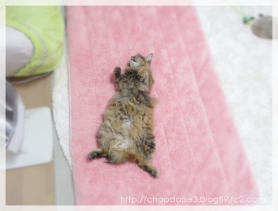 たぬきが倒れてる!?