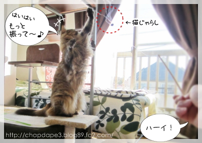 猫じゃらしで遊んでるだけだけど
