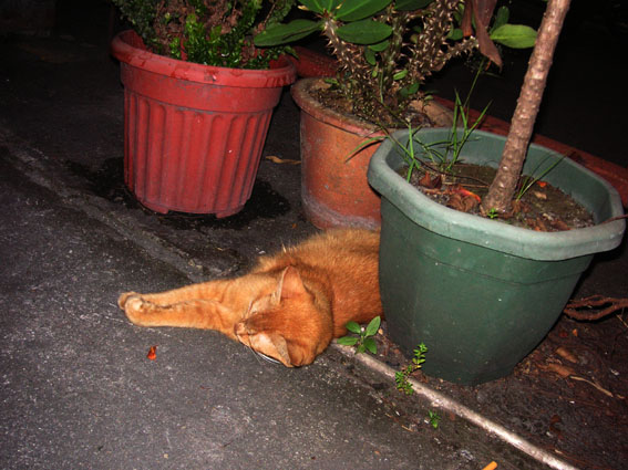 penang_8.jpg