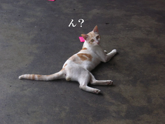 penang_9.jpg