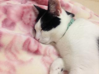 zzzz