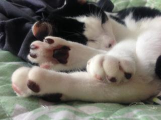 ネムネムにゃのだ
