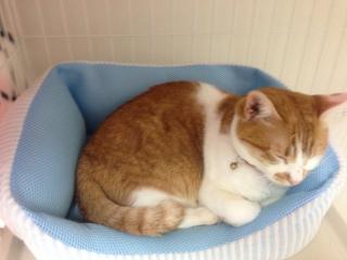 これって仔猫用じゃないの?