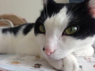 眠たくにゃいもん!