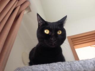 明日はどうなっちゃうのかちら・・・